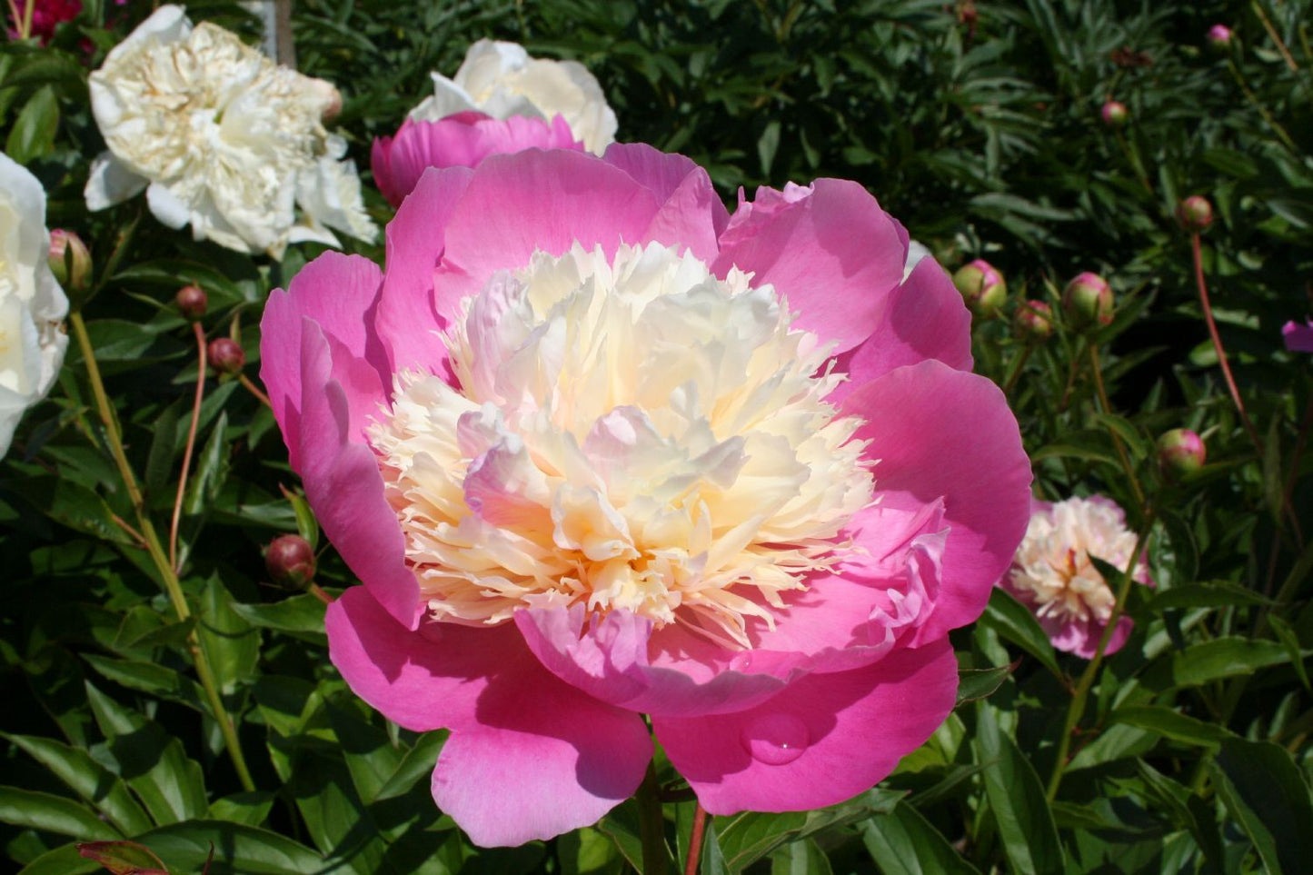 Paeonia lactiflora 'Bowl of Beauty' (Staudenpfingstrose)