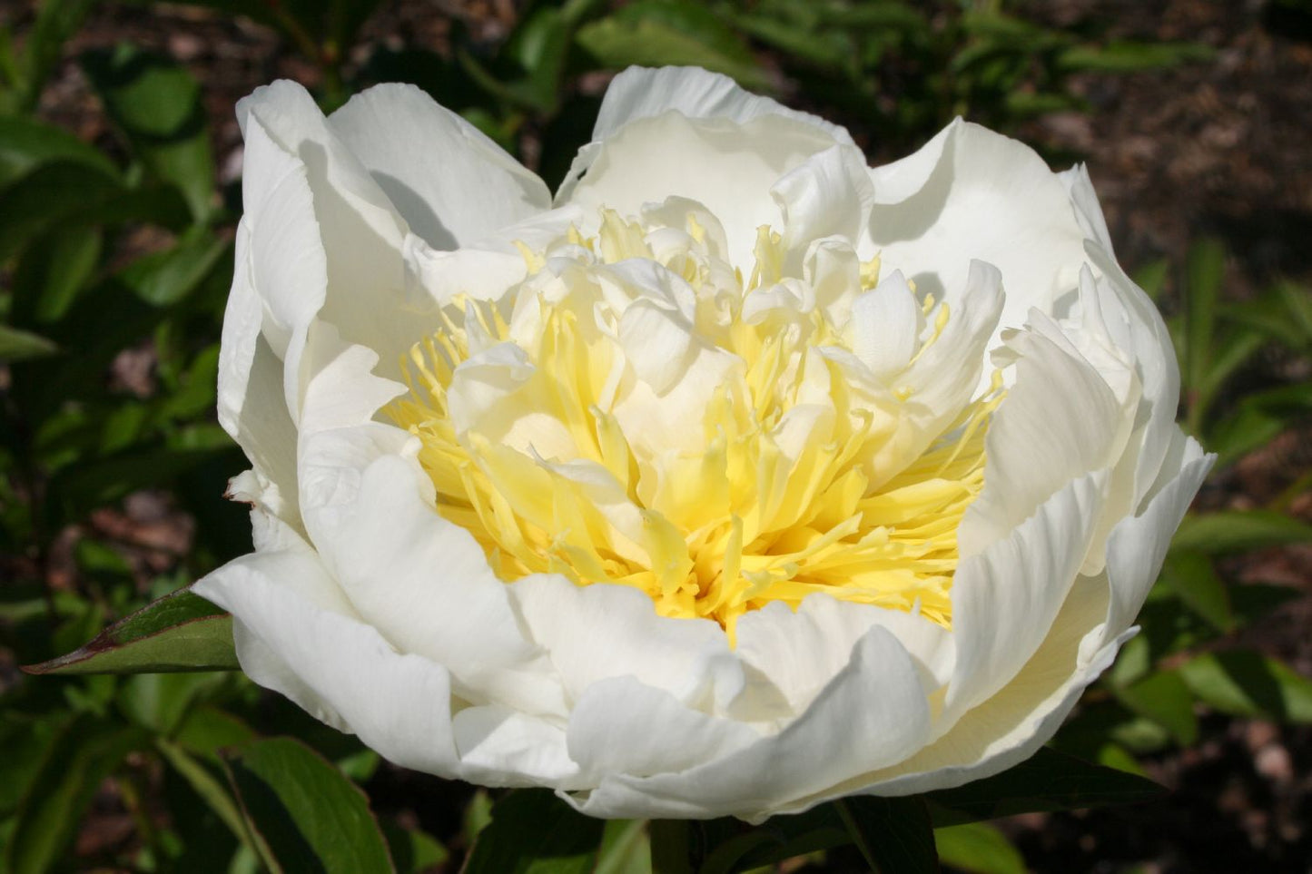 Paeonia lactiflora 'Cheddar Gold' Staudenpfingstrose