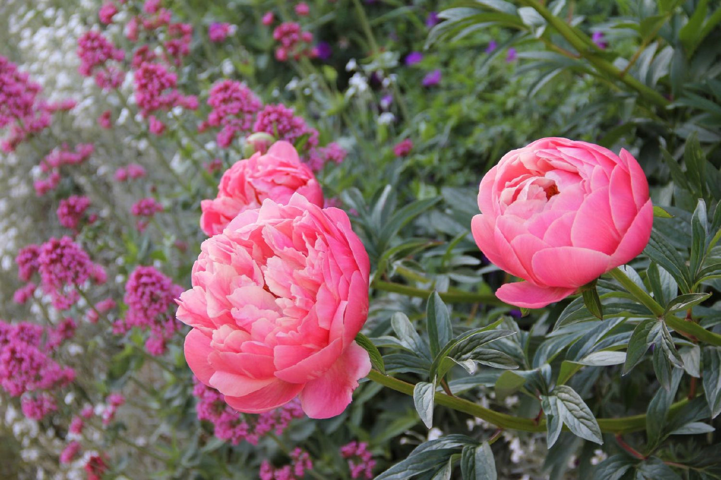 Paeonia lactiflora 'Coral Charm' (Staudenpfingstrose)
