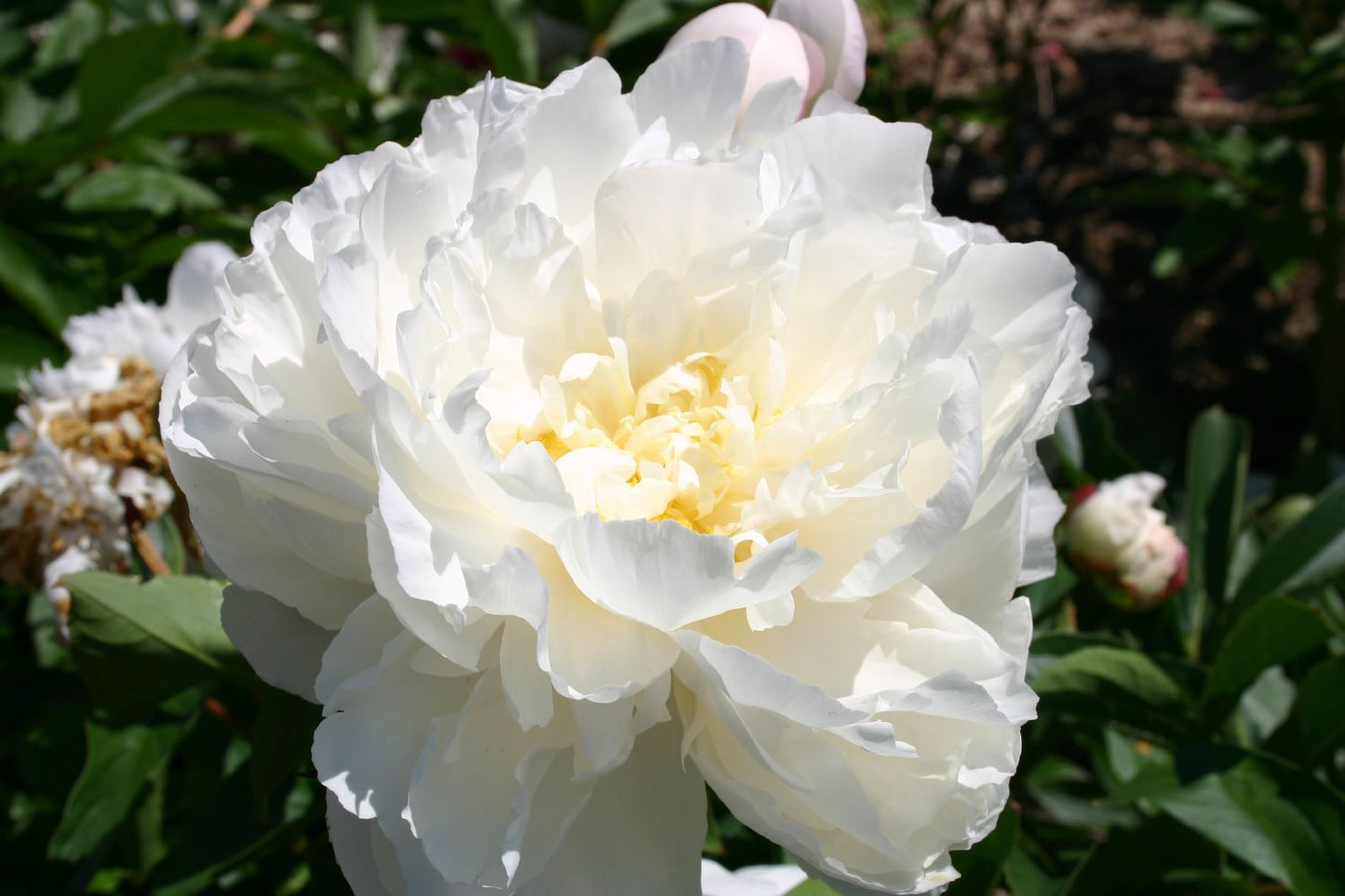 Paeonia lactiflora 'Gardenia' Staudenpfingstrose