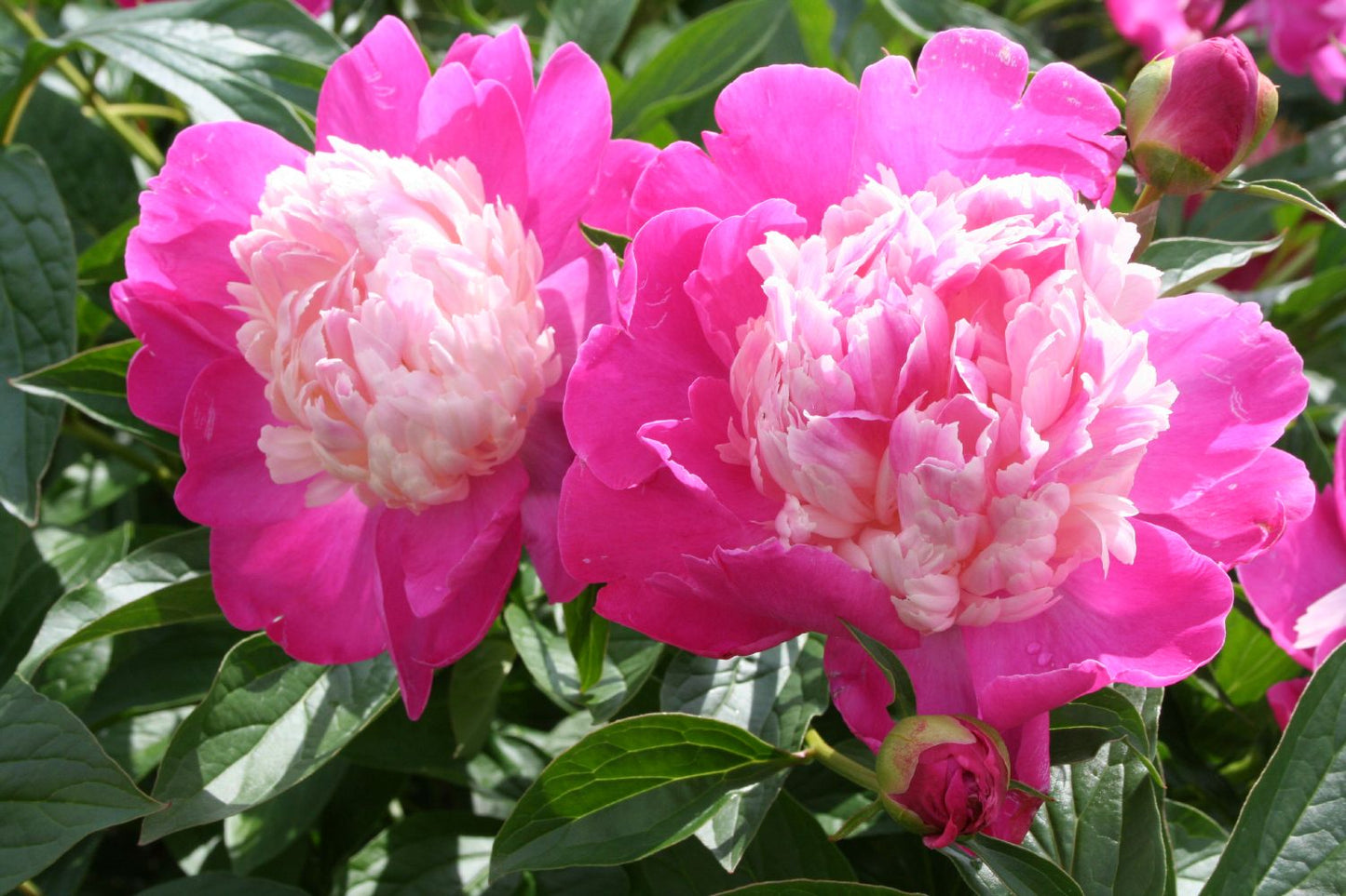 Paeonia lactiflora 'Gay Paree' Staudenpfingstrose