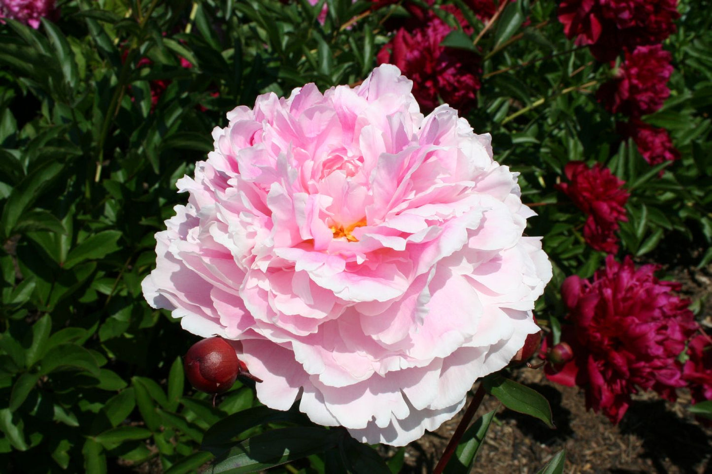 Paeonia lactiflora 'Germaine Bigot' Staudenpfingstrose