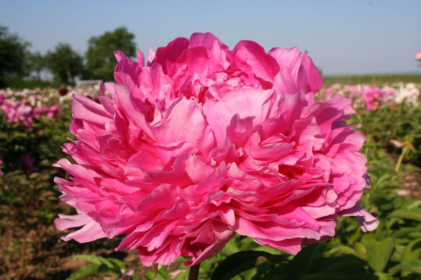 Paeonia lactiflora 'Glory Hallelujah' Staudenpfingstrose