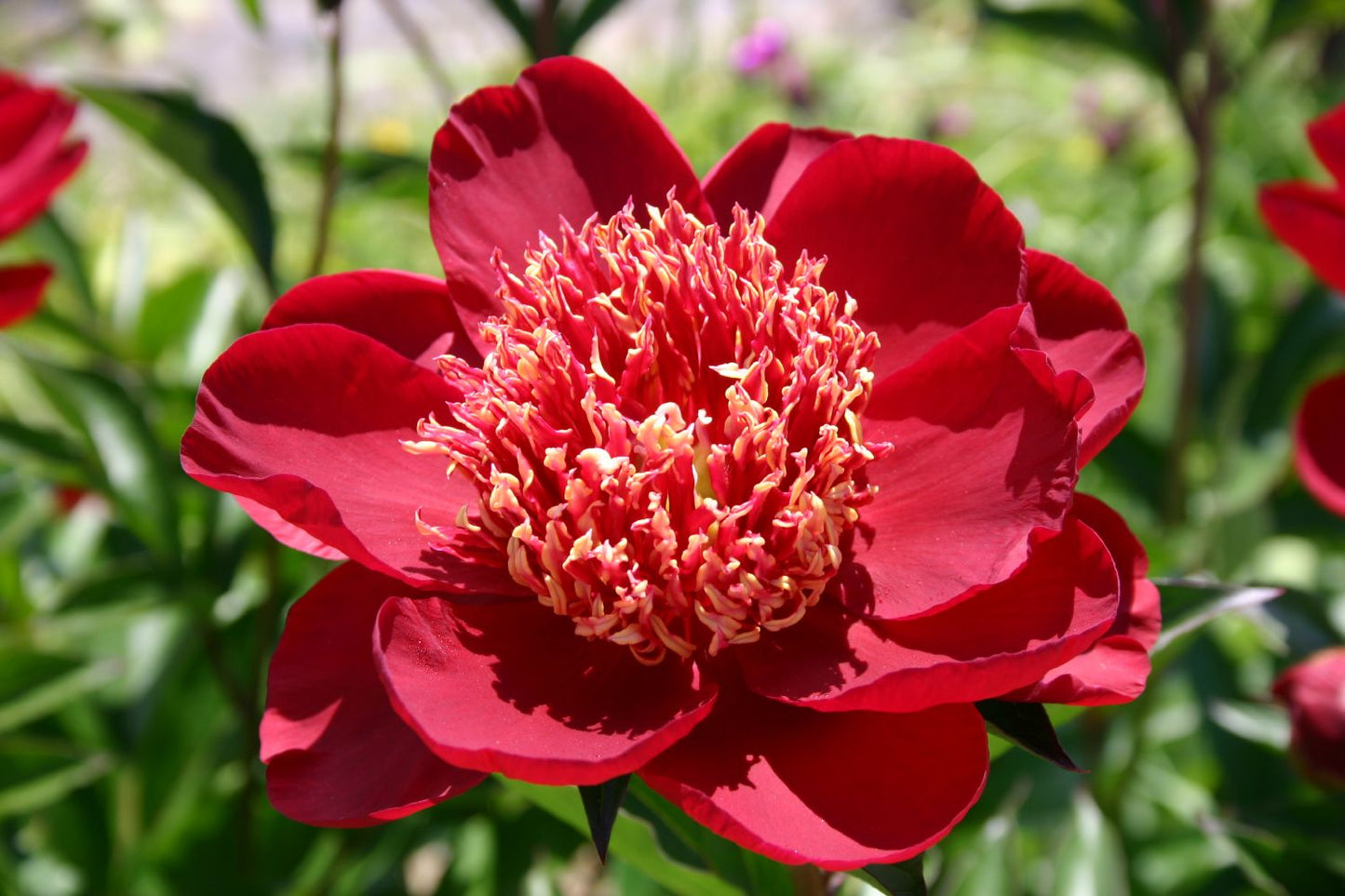 Paeonia lactiflora 'Hari-Ai-Nin' Staudenpfingstrose