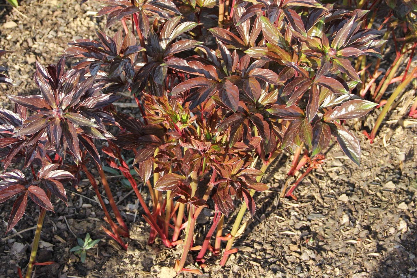 Paeonia lactiflora 'Hari-Ai-Nin' (Staudenpfingstrose)