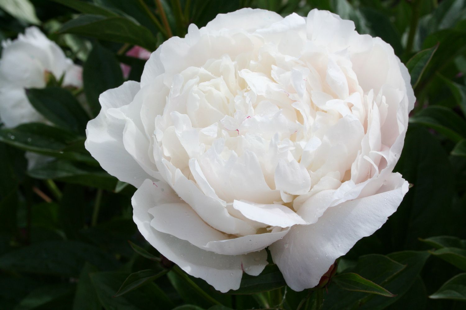 Paeonia lactiflora 'Kelway's Glorious' Staudenpfingstrose