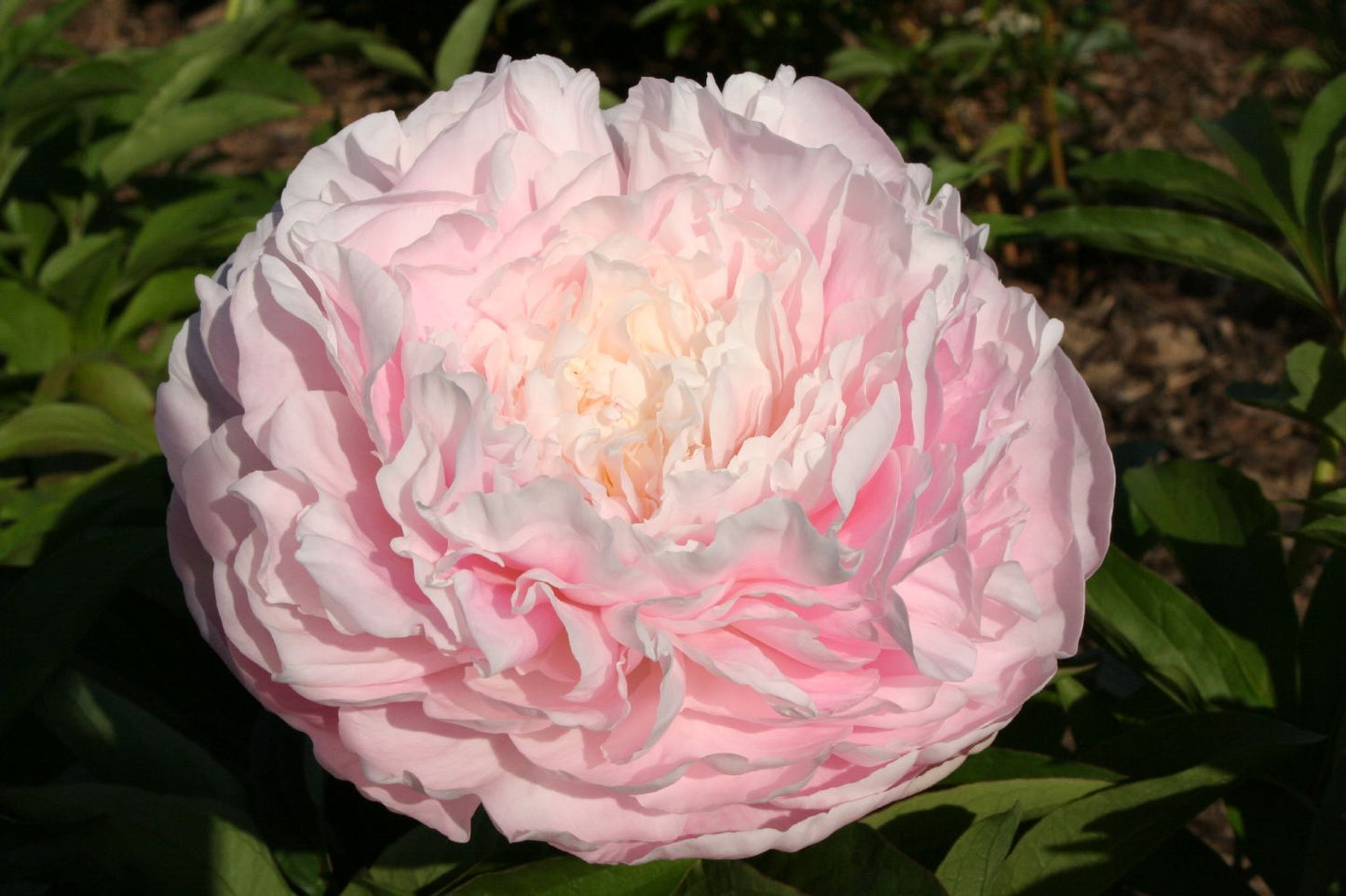 Paeonia lactiflora 'Lottie Dawson Rea' Staudenpfingstrose