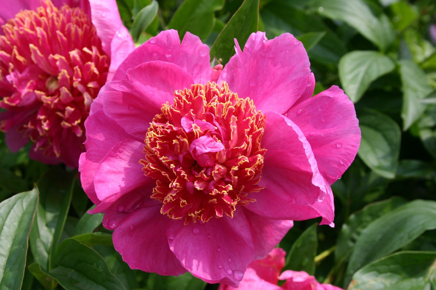 Paeonia lactiflora 'Neon' Staudenpfingstrose