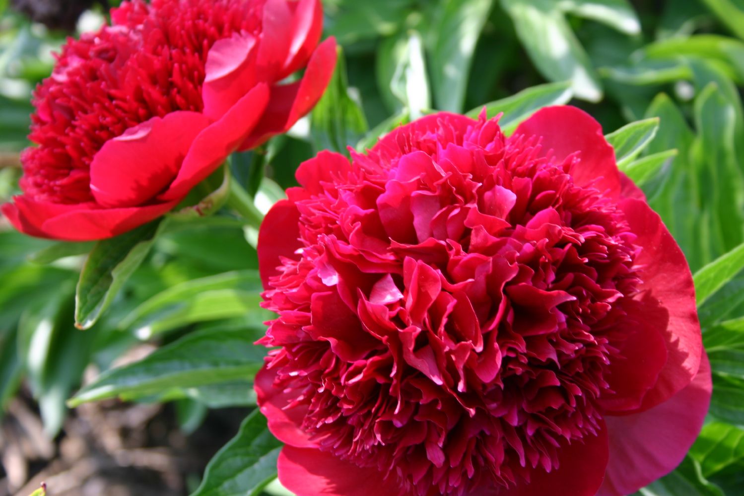Paeonia lactiflora 'Red Charm' Staudenpfingstrose