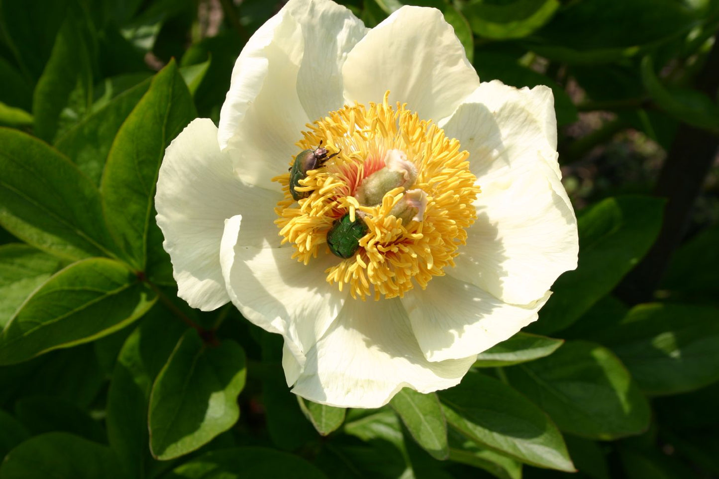 Paeonia lactiflora 'Starlight' Staudenpfingstrose