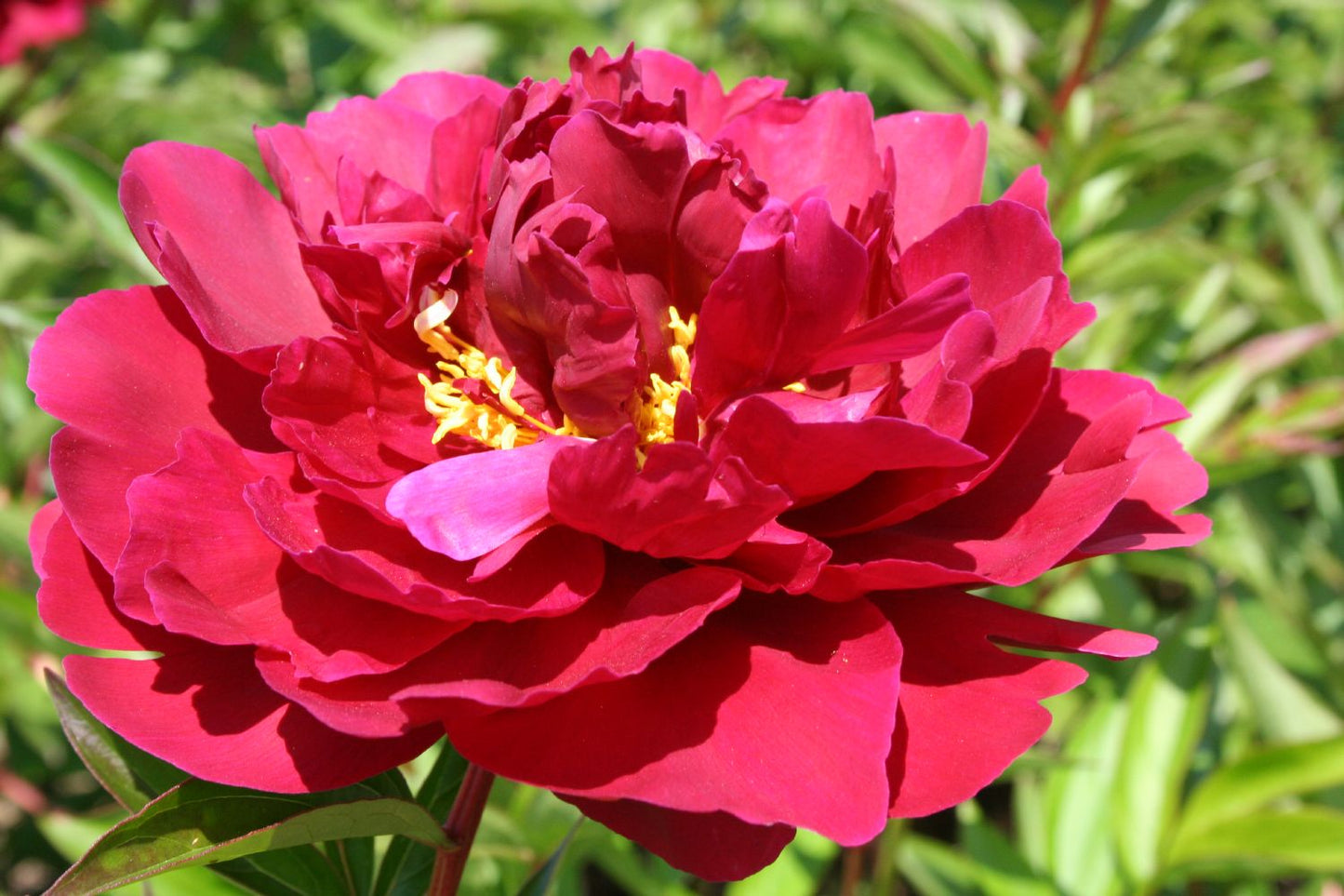 Paeonia lactiflora 'The Mighty Mo' Staudenpfingstrose