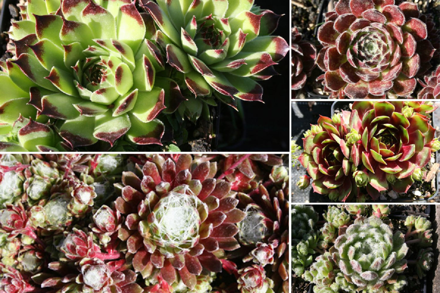 Sempervivum-Sortiment 5 verschiedene Sorten Garten-Hauswurz