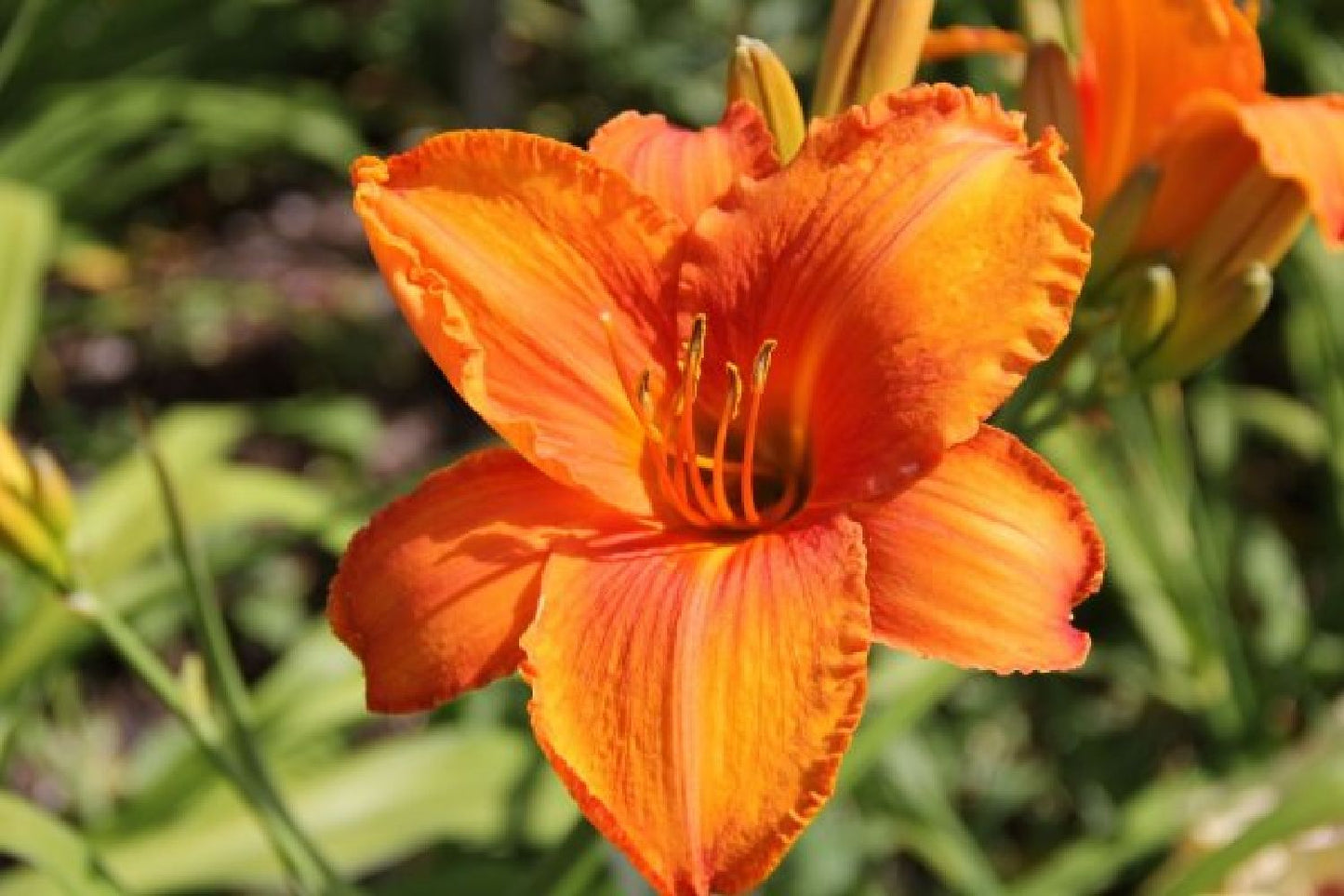 Leuchtfeuer (Farbpower für den Garten)