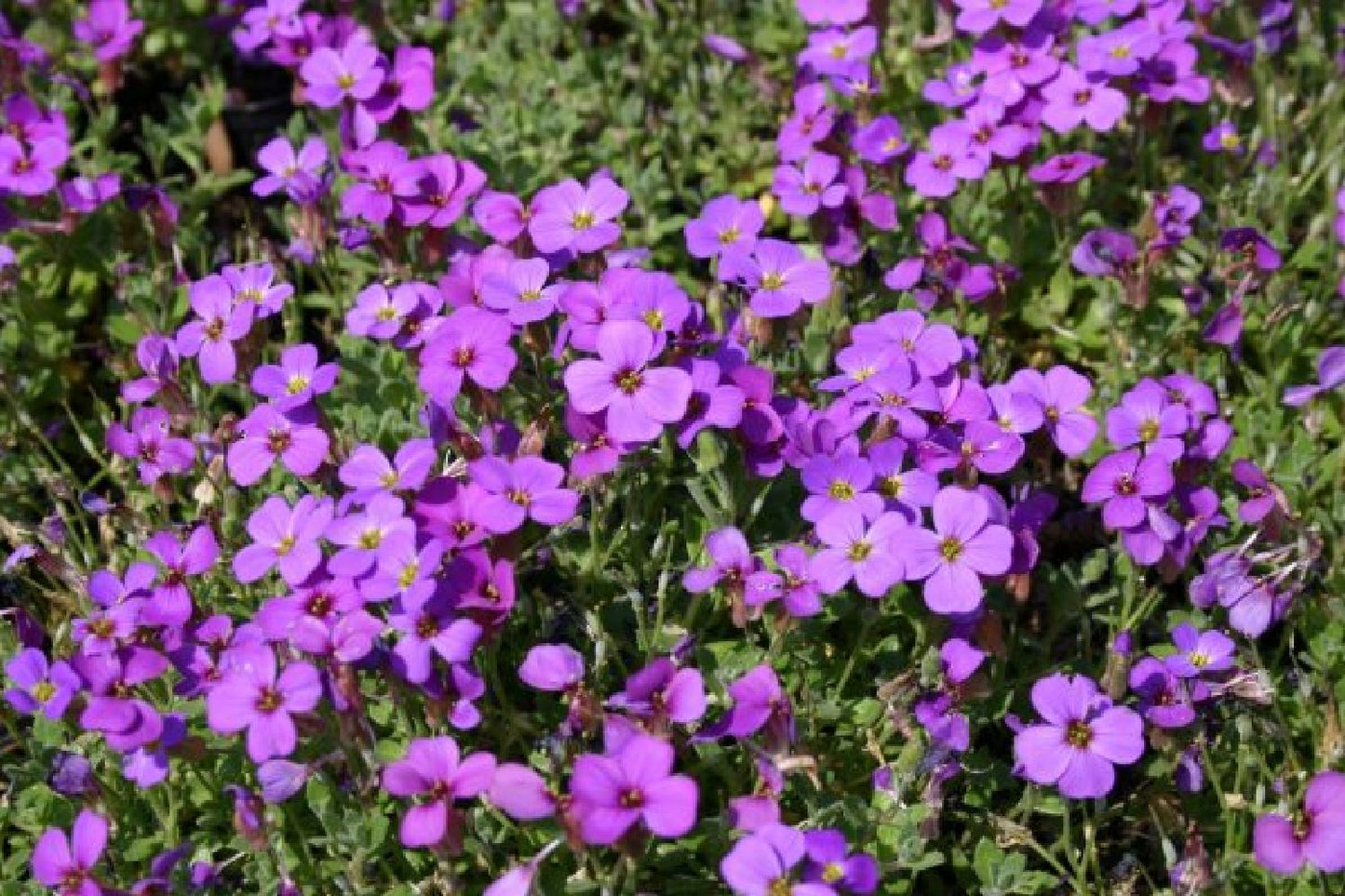 Leuchtfeuer (Farbpower für den Garten)