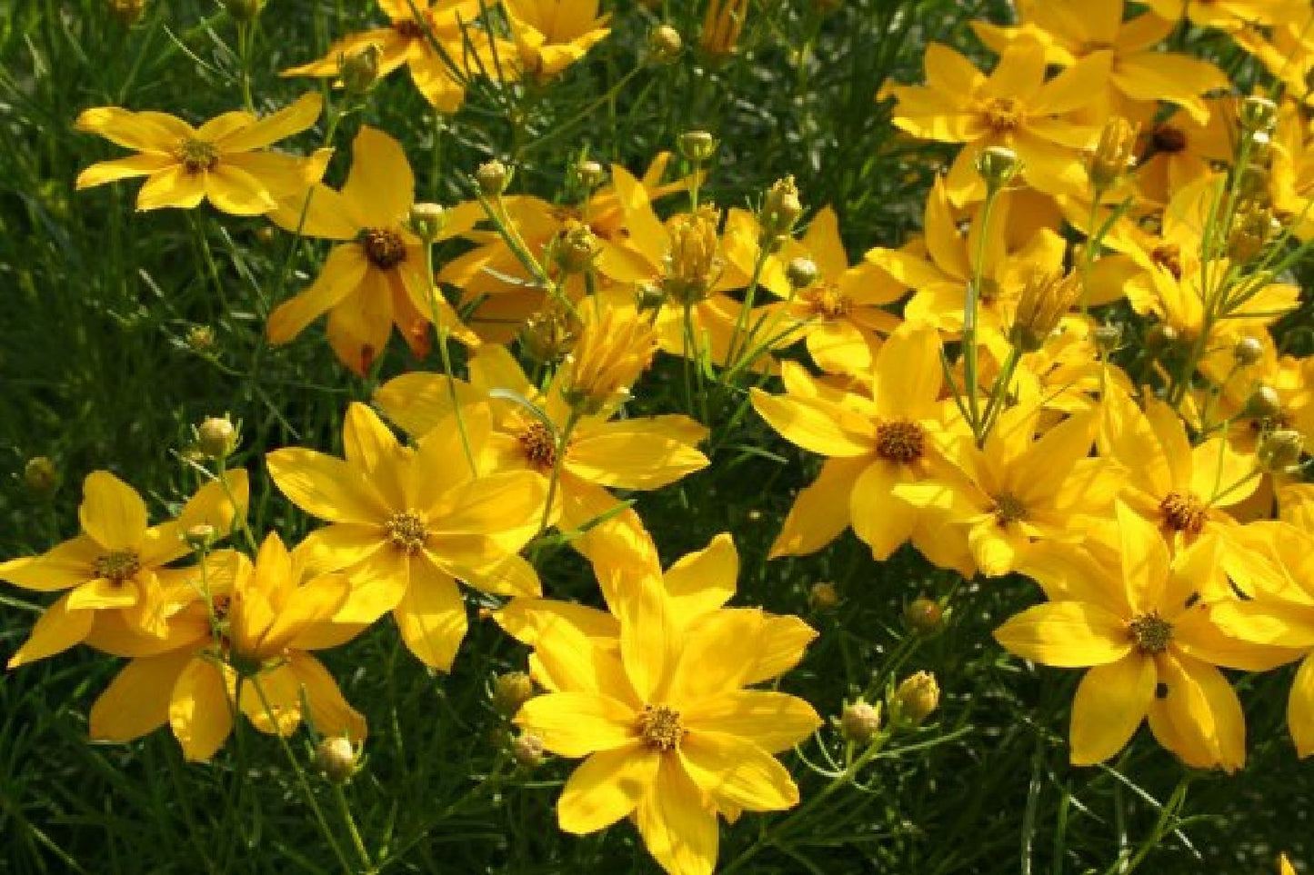 Dauerblüher (Perfektion in Form und Farbe)