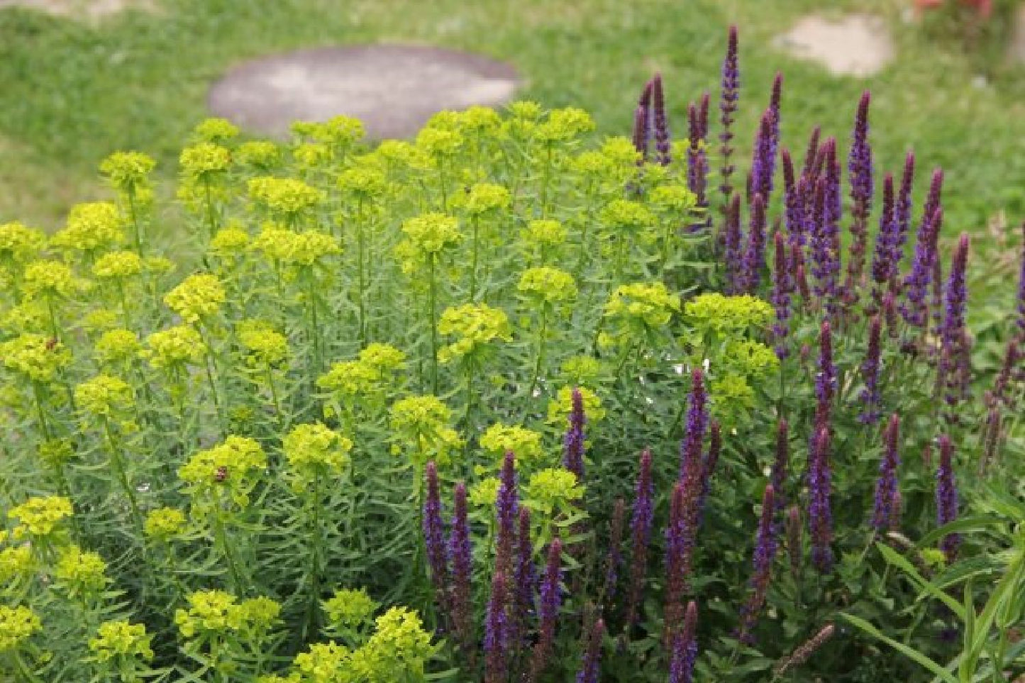 Dauerblüher (Perfektion in Form und Farbe)