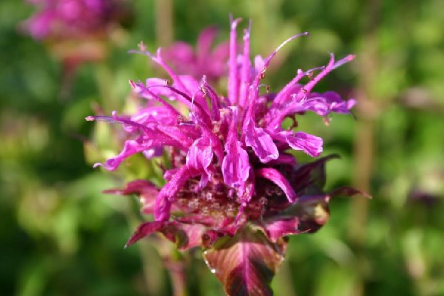 Dauerblüher (Perfektion in Form und Farbe)