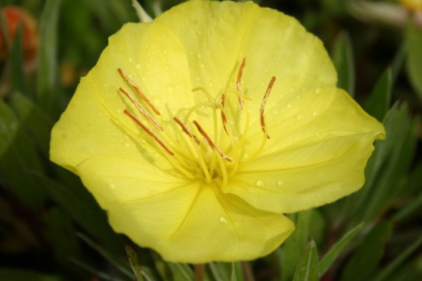 Dauerblüher (Perfektion in Form und Farbe)