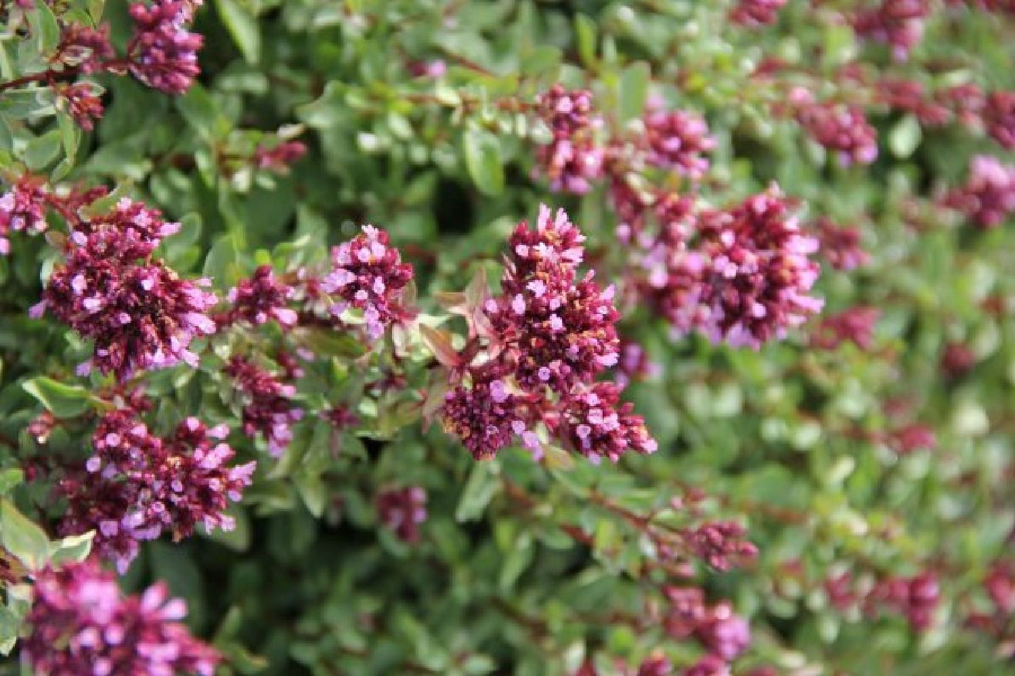 Dauerblüher (Perfektion in Form und Farbe)