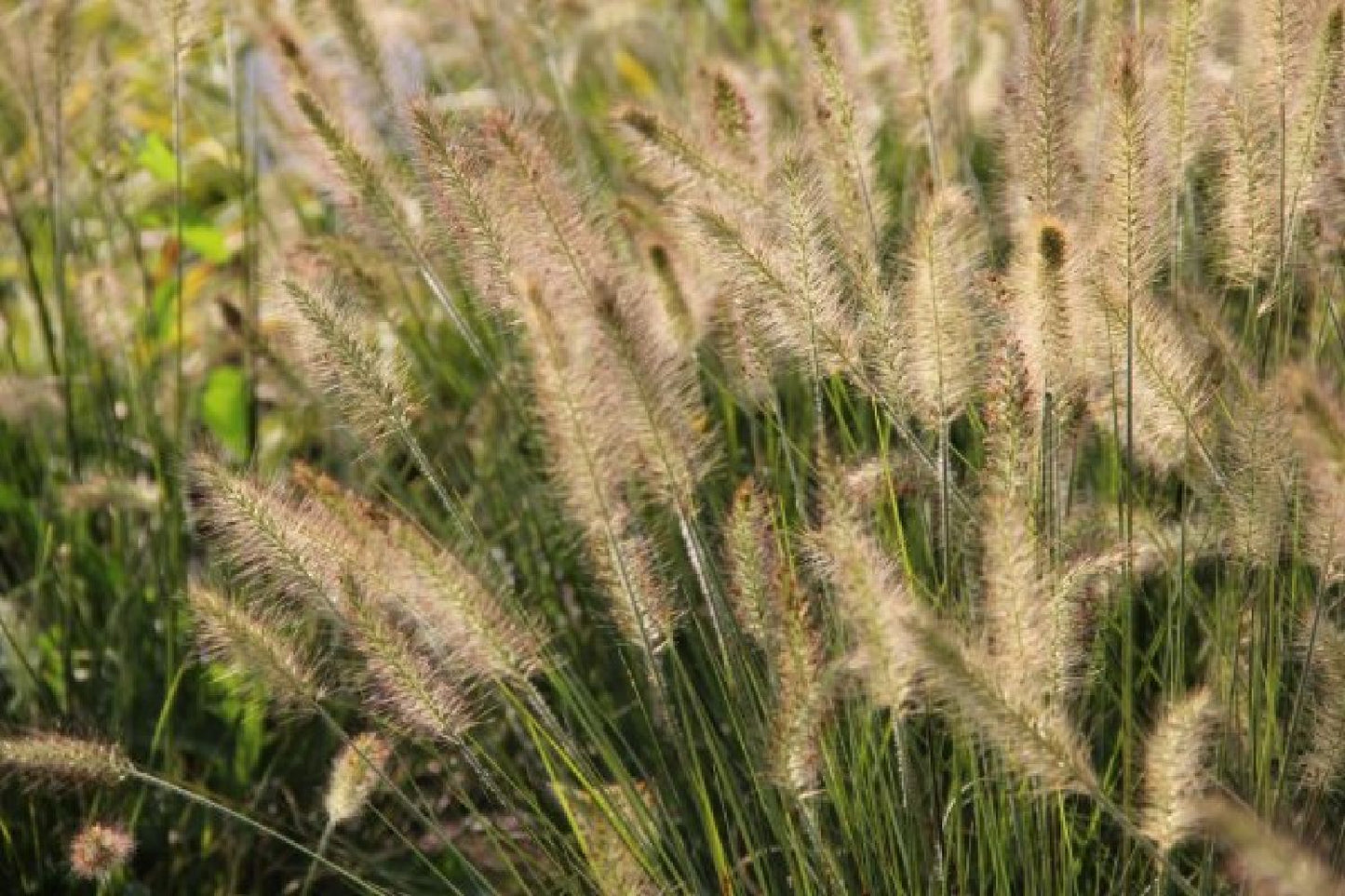 Dauerblüher (Perfektion in Form und Farbe)