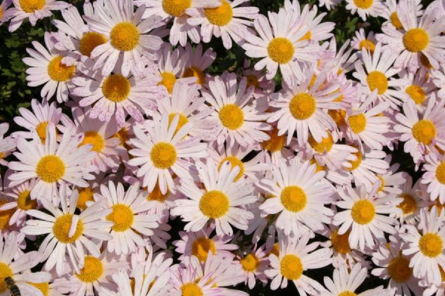 Dauerblüher (Perfektion in Form und Farbe)