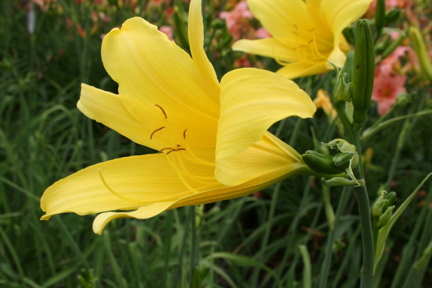 Hemerocallis 'Susan Threadwell' Großblumige Taglilie