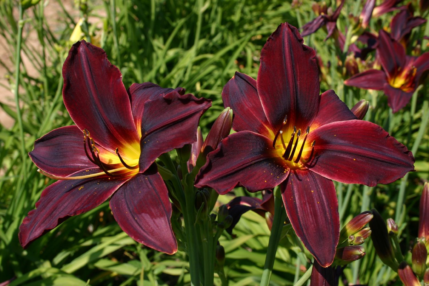 Hemerocallis 'American Revolution' Großblumige Taglilie