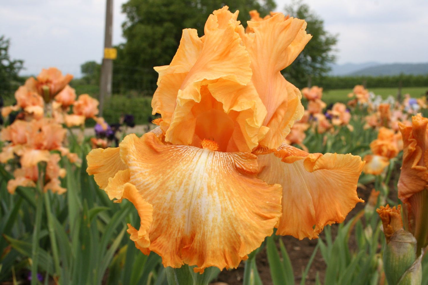 Iris Barbata-Elatior 'Cajun Rythm' Hohe Bartschwertlilie