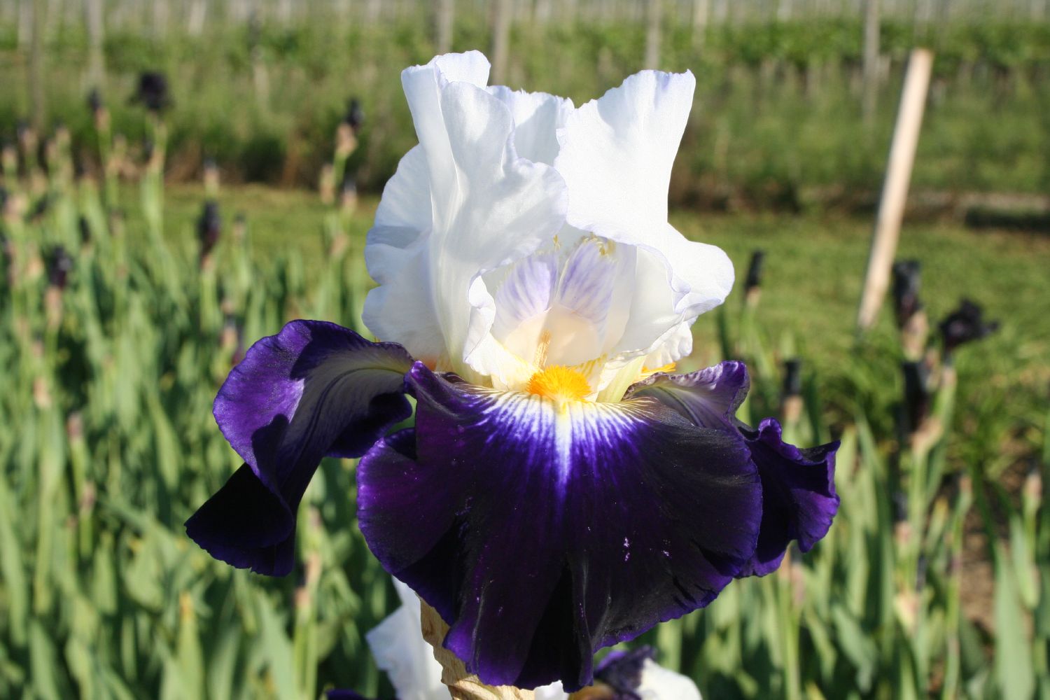 Iris Barbata-Elatior 'Noctambule' Hohe Bartschwertlilie