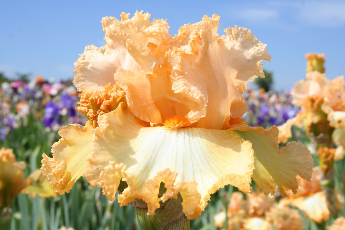 Iris Barbata-Elatior 'Lace Legacy' Hohe Bartschwertlilie