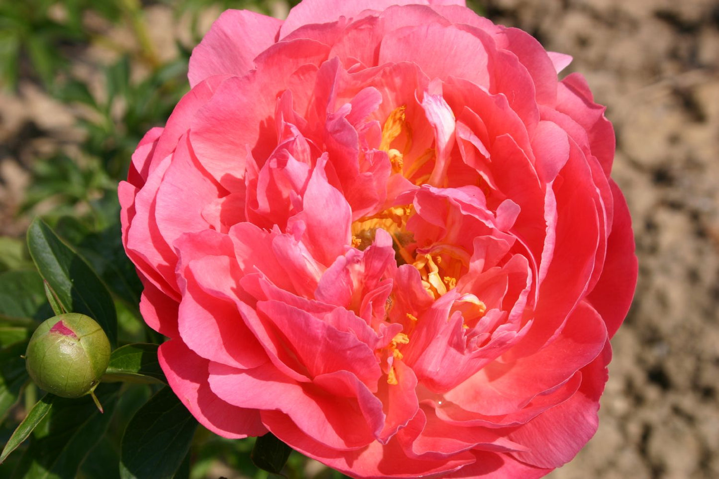 Paeonia lactiflora 'Coral Sunset' Staudenpfingstrose