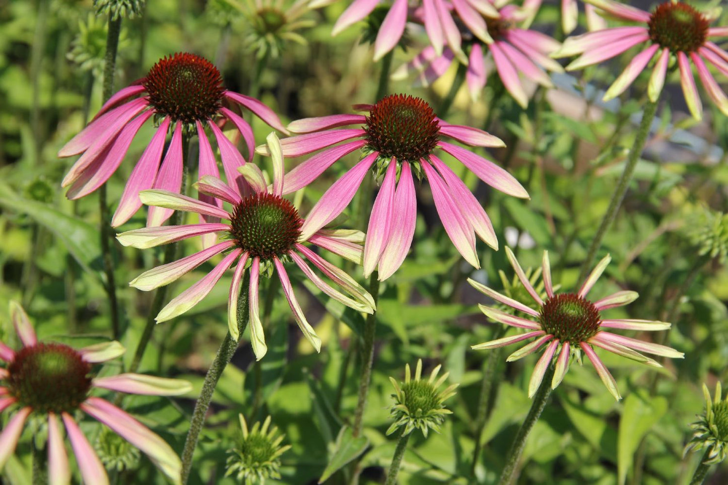 Echinacea 'Green Envy' ® Scheinsonnenhut