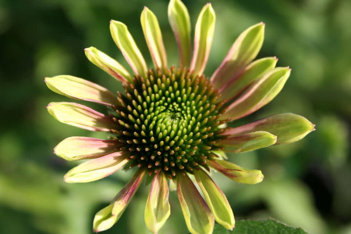 Echinacea 'Green Envy' ® (Scheinsonnenhut)