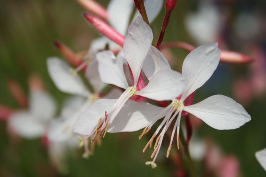 Gaura lindheimeri 'Summer Breeze' Prachtkerze