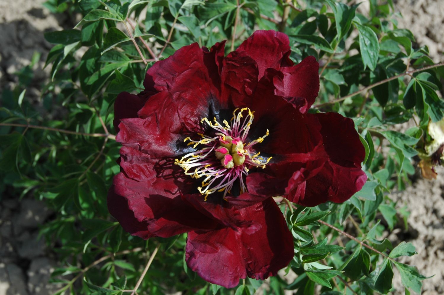 Paeonia rockii 'Ye Guang Bei' Strauchpfingstrose 'Leuchtendes Glas in der Nacht'
