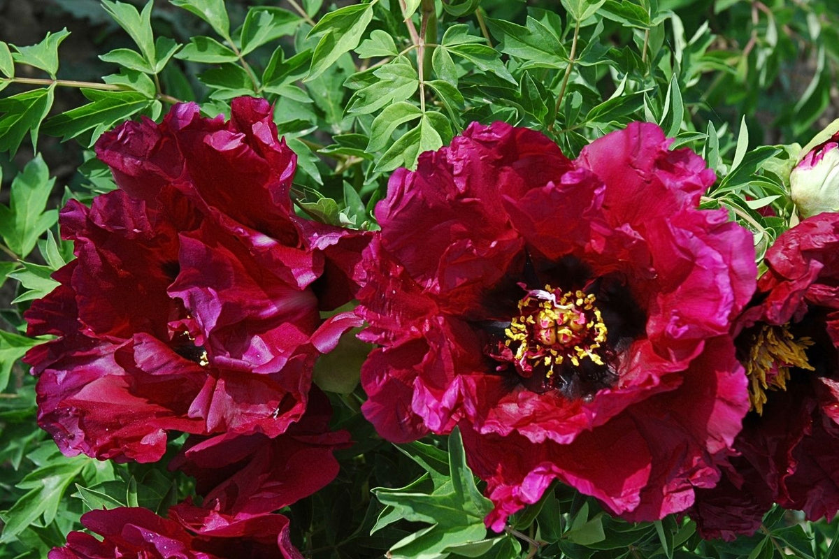 Paeonia rockii 'Mo Hai Yin Bo' Pfingstrose 'Silberne Welle auf schwarzem See'