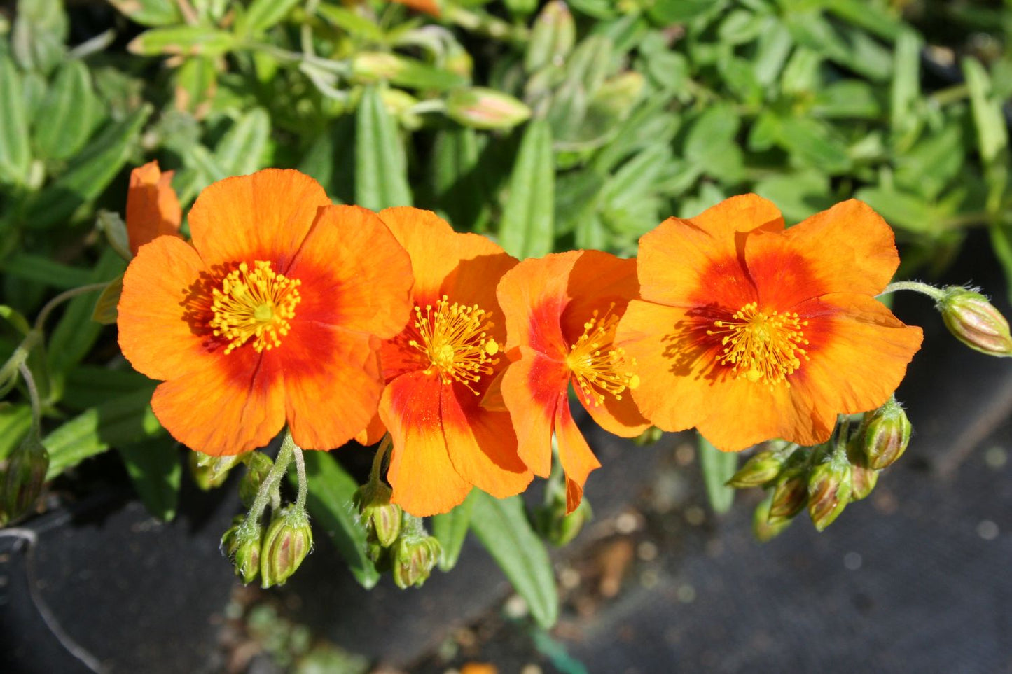 Helianthemum 'Ben Heckla' Sonnenröschen Helianthemum 'Ben Heckla' Sonnenröschen