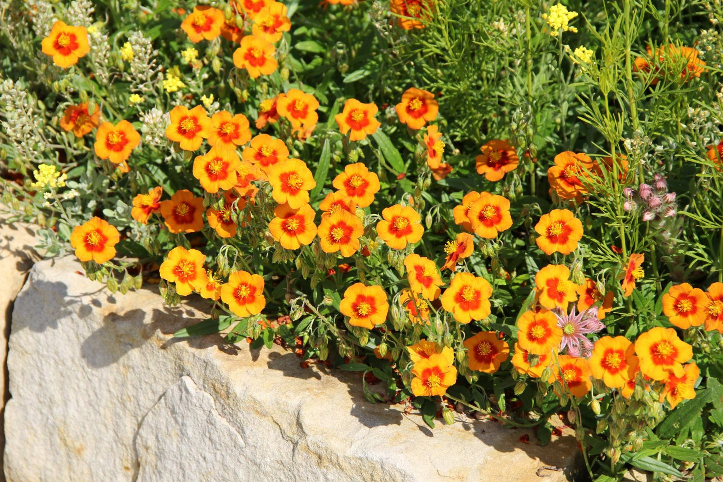Helianthemum 'Ben Heckla' (Sonnenröschen) Helianthemum 'Ben Heckla' (Sonnenröschen)