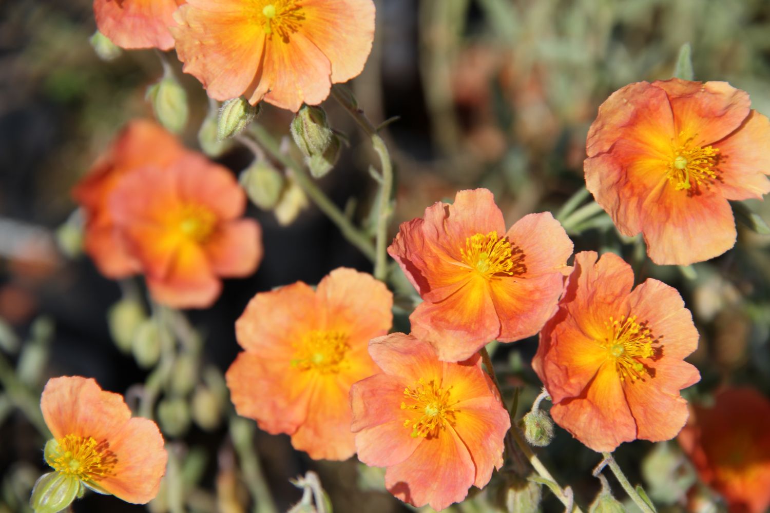 Helianthemum 'Cheviot' Sonnenröschen