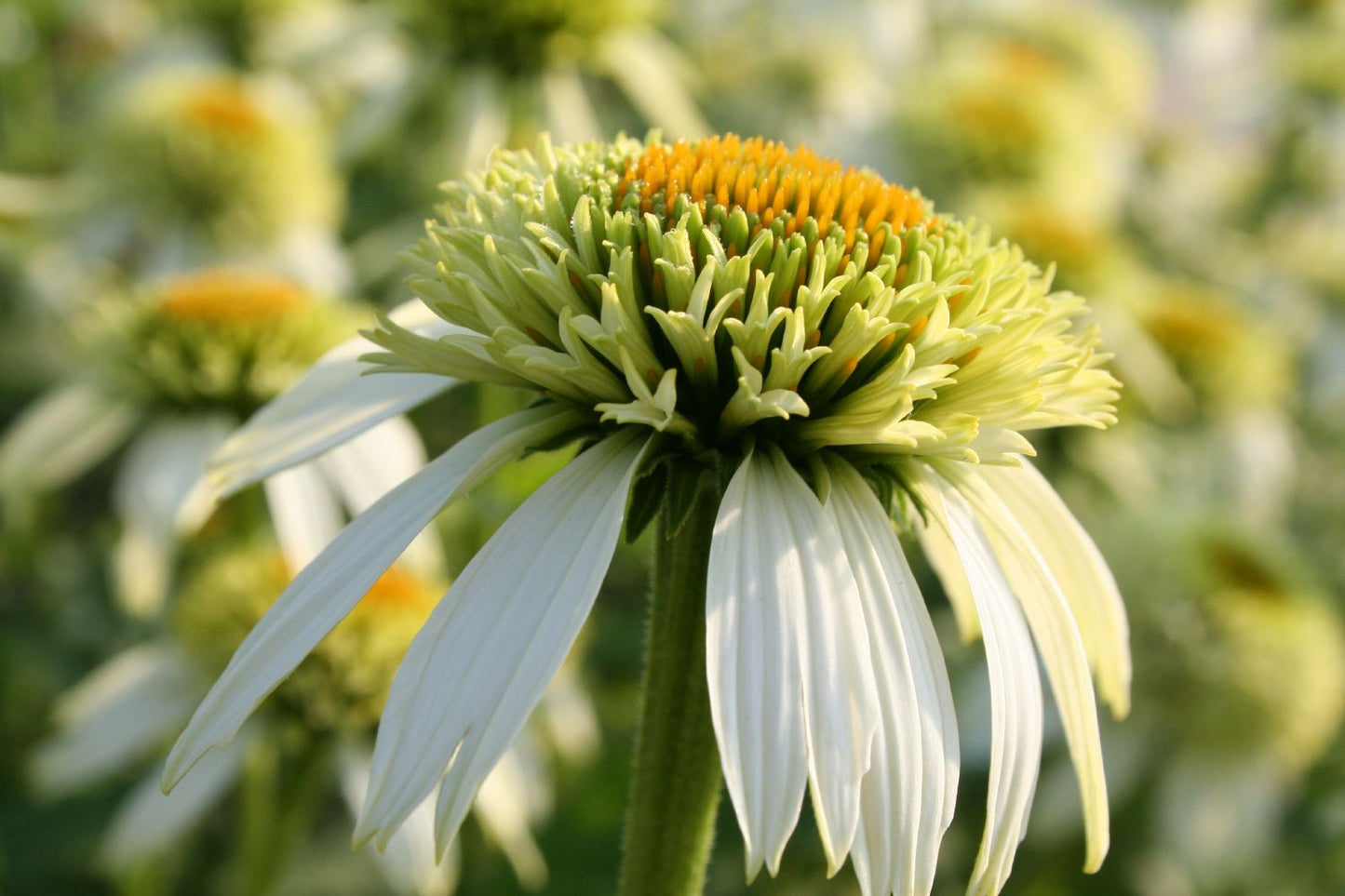 Echinacea 'Coconut Lime' ® Scheinsonnenhut