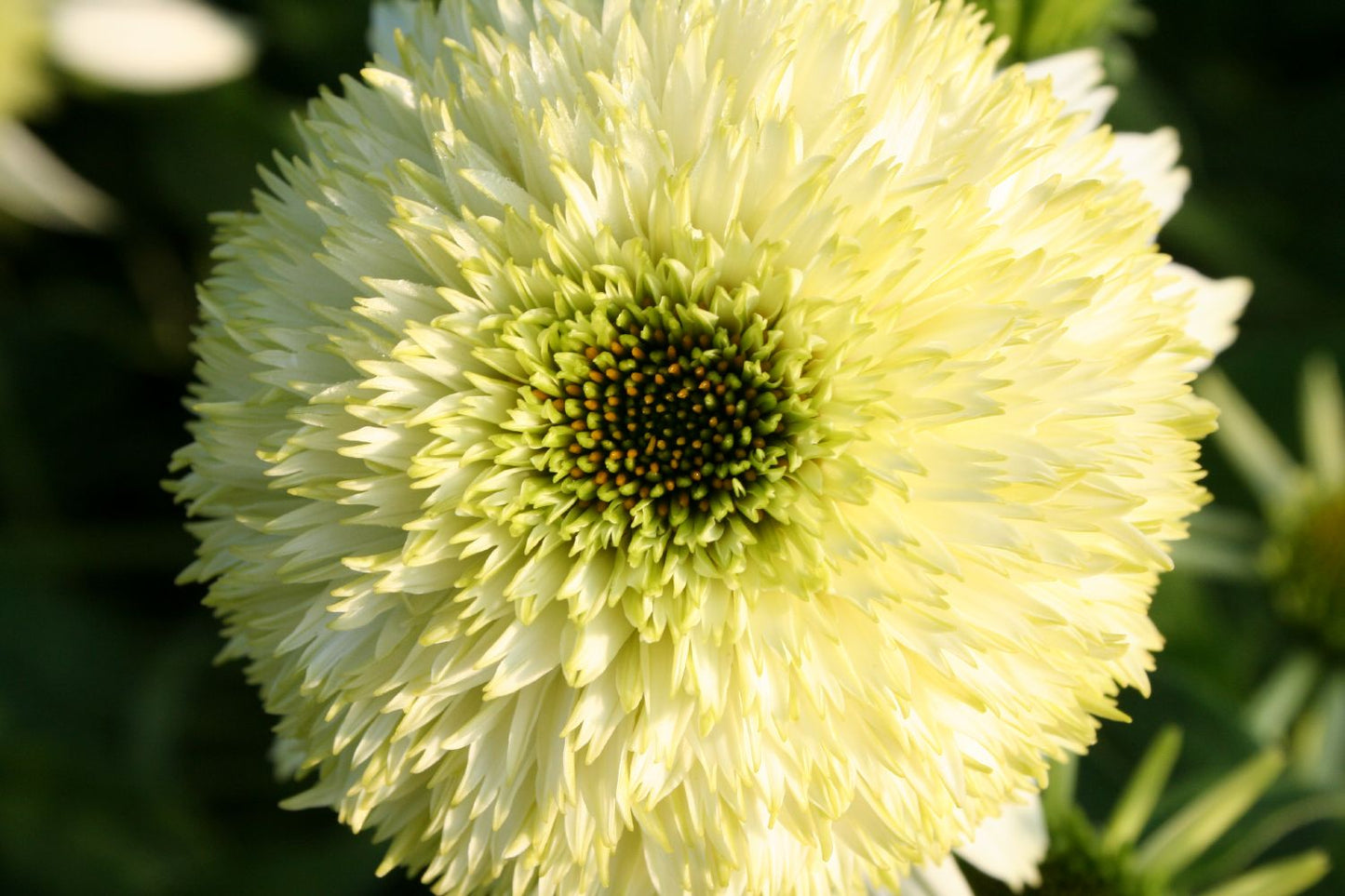 Echinacea 'Coconut Lime' ® (Scheinsonnenhut)