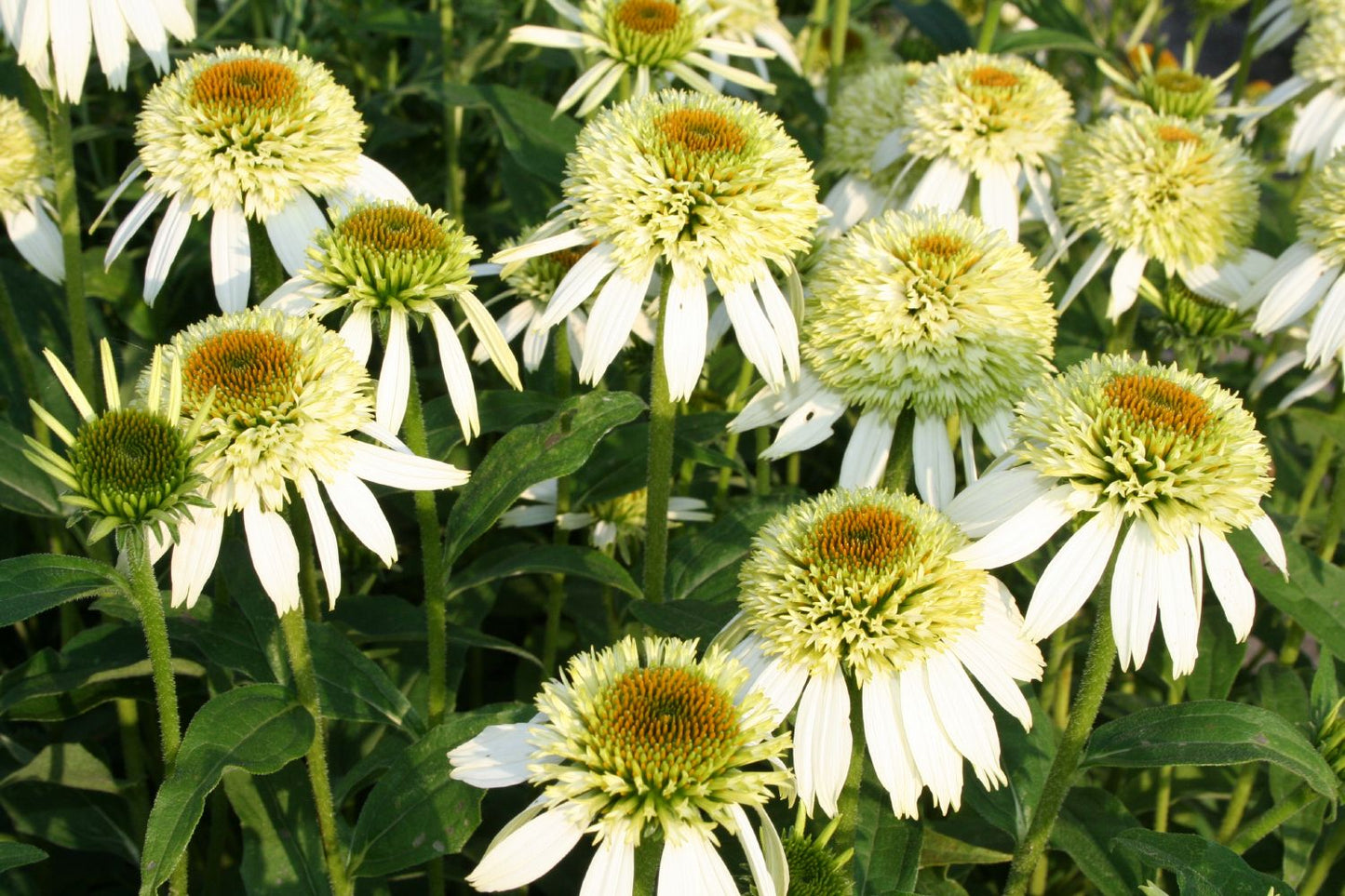 Echinacea 'Coconut Lime' ® (Scheinsonnenhut)