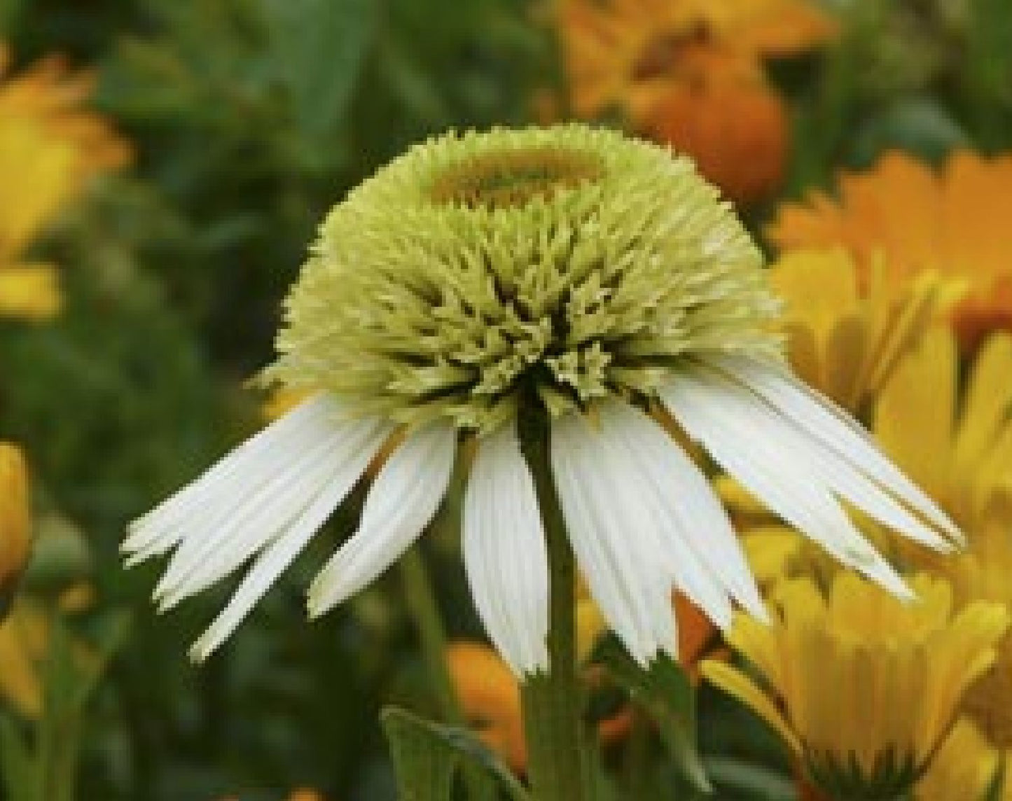 Echinacea 'Coconut Lime' ® (Scheinsonnenhut)