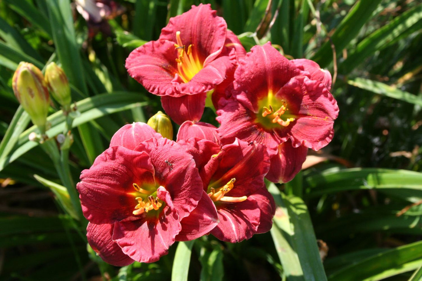 Hemerocallis 'Siloam Grace Stamile' Miniaturblütige Taglilie