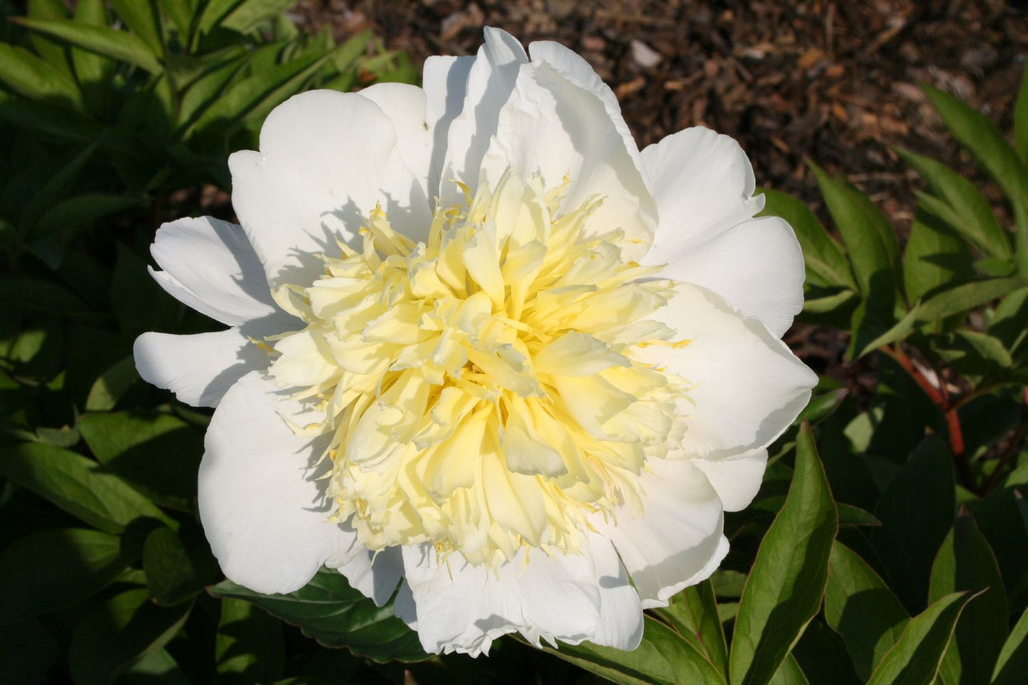 Paeonia lactiflora 'Primevère' Staudenpfingstrose
