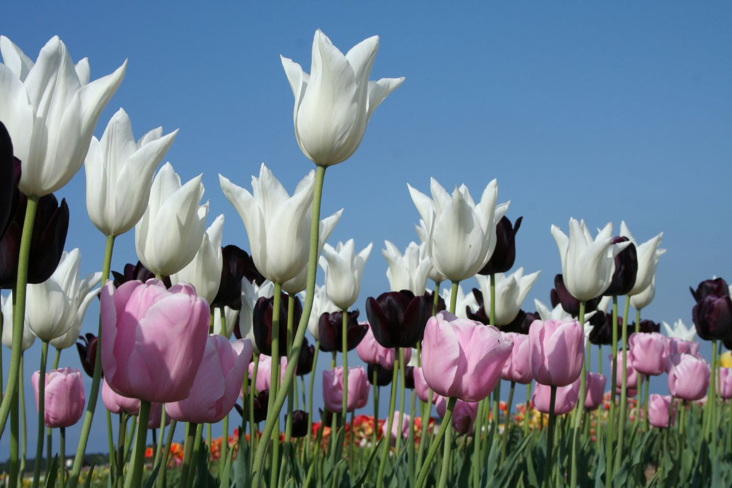 Tulpenmischung 'Kühle Diva' Garten-Tulpenmischung