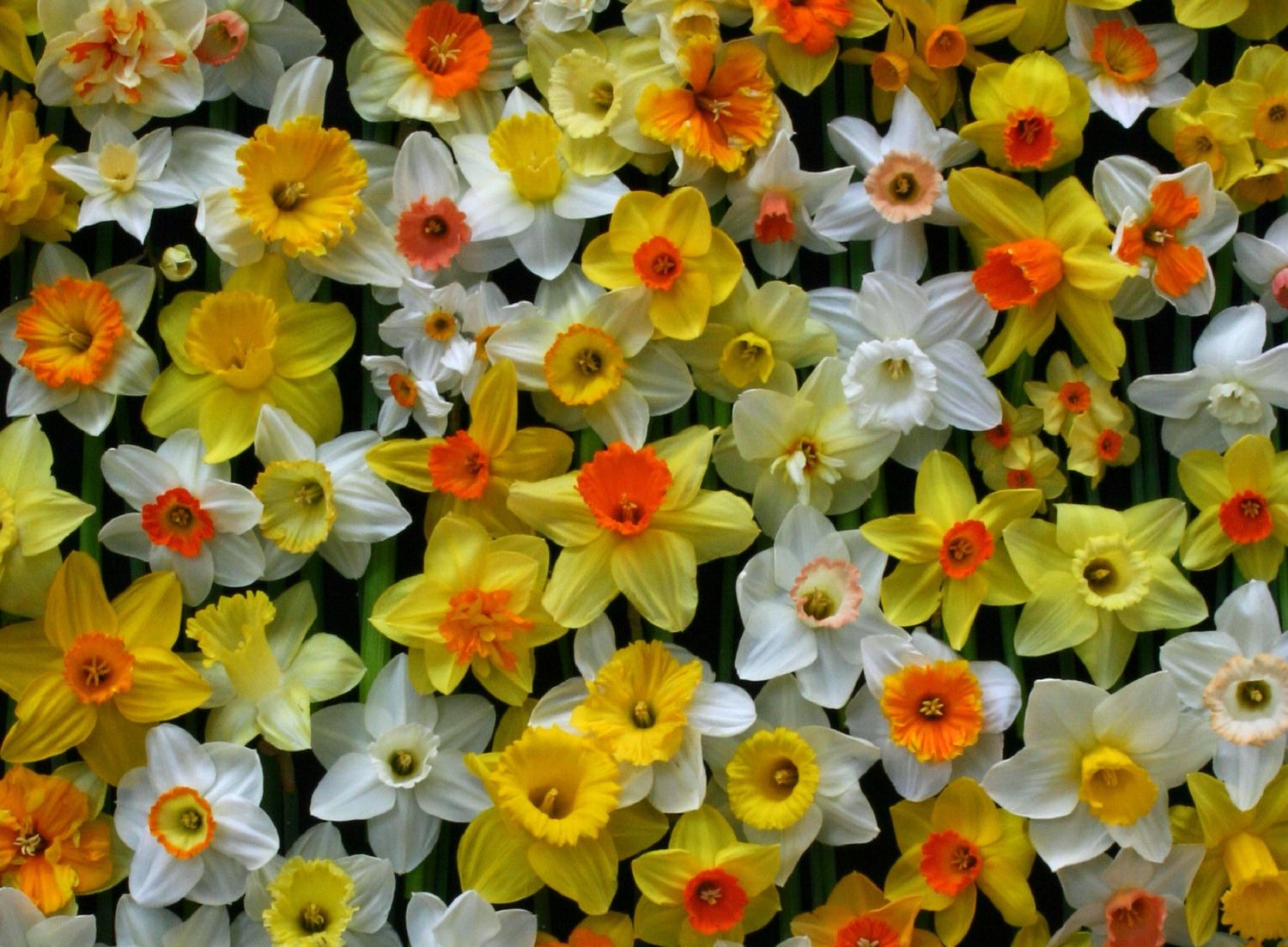 Narzissen-Mix 'Narzissen Festival' Osterglocken-Mix