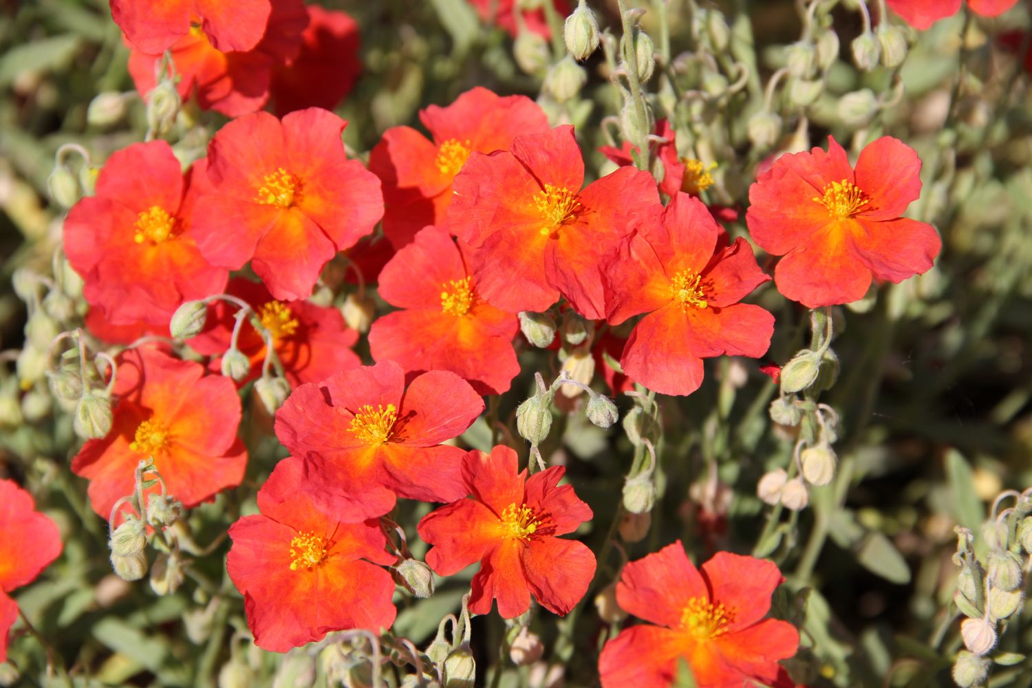Helianthemum 'Orange Queen' Sonnenröschen