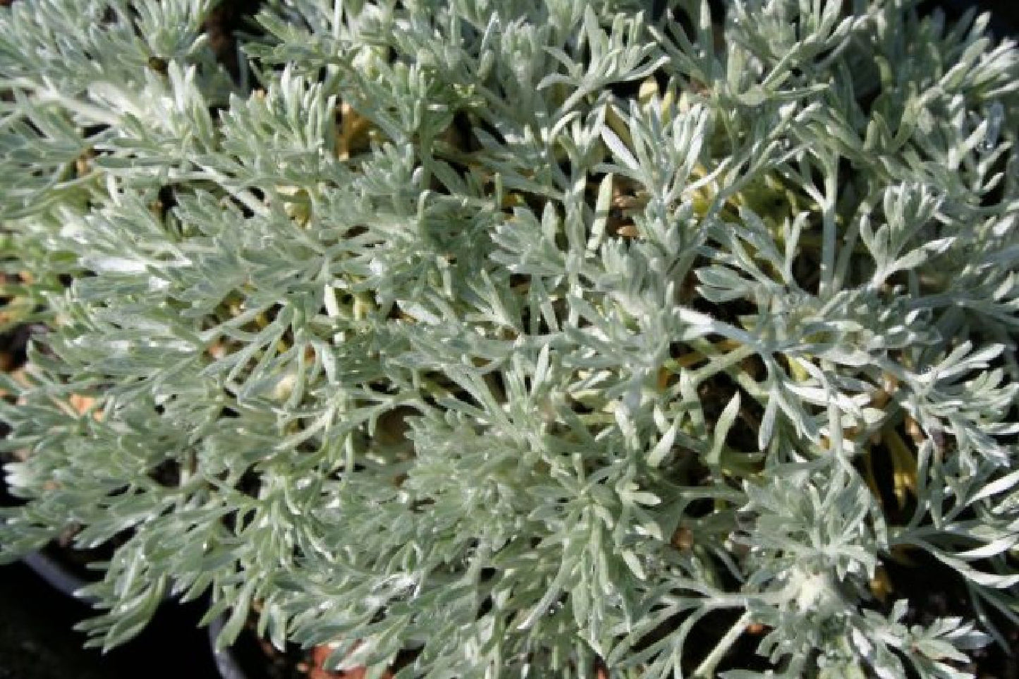Brautzauber (Ein Traum in Weiß und Silber)