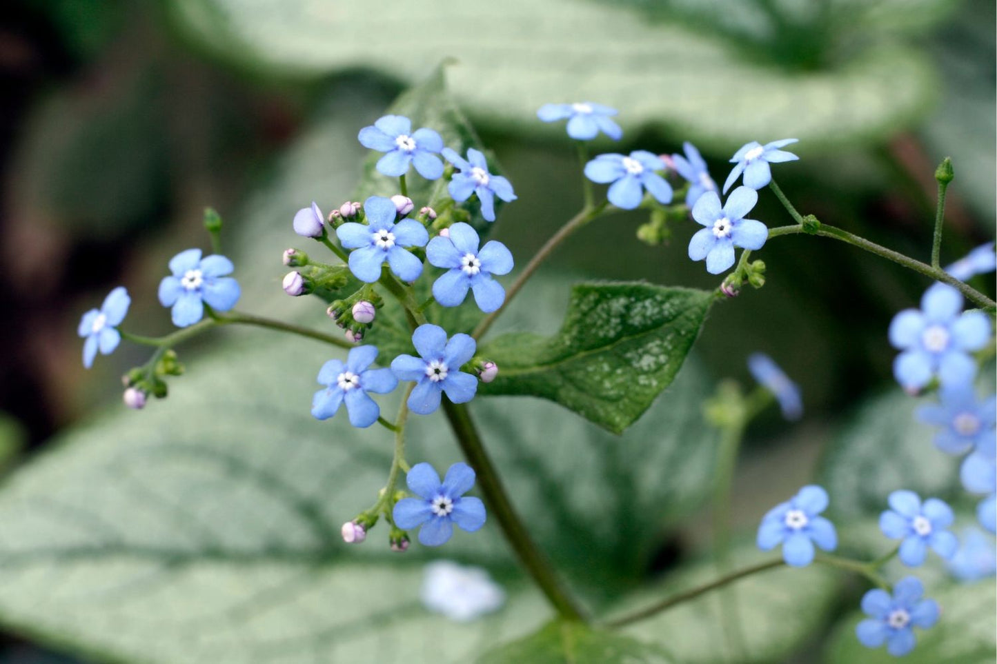 Brunnera macrophylla 'Looking Glass' ® Kaukasusvergissmeinnicht